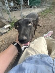 Labrador/GS Mix