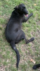 Labrador/GS Mix