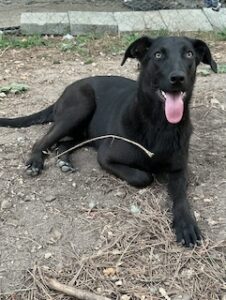 Labrador/GS mix