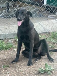 Labrador/GS Mix