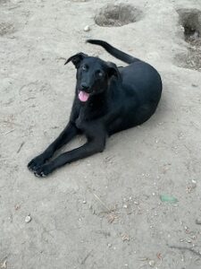 Labrador/GS mix