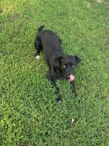 Black Labrador Mix