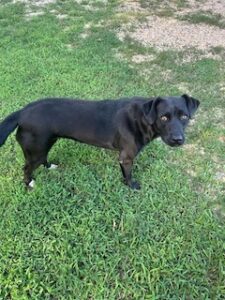 Black Labrador Mix