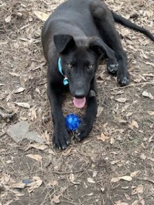 Labrador/GS mix