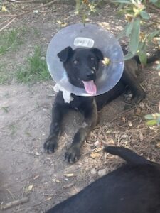 Labrador/GS mix