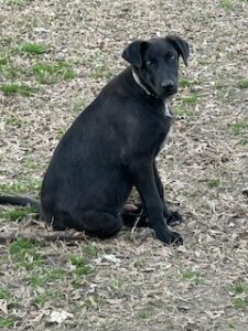 Labrador/German Shepherd Mix