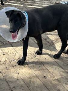 Labrador/GS mix