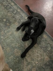 Labrador/GS Mix