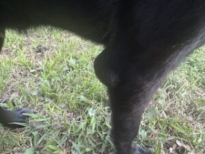 Labrador/GS Mix