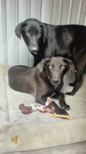 Labrador/GS Mix