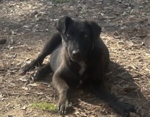 Labrador/German Shepherd Mix