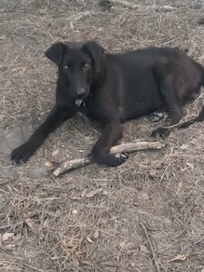 Labrador/German Shepherd Mix