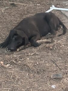Labrador/German Shepherd Mix