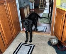 Black Labrador mix
