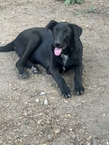 Labrador/GS Mix