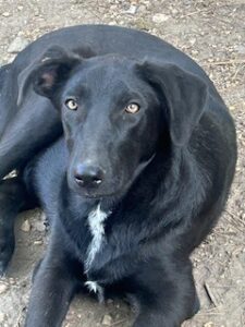 Labrador/GS Mix