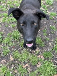 Labrador/GS mix