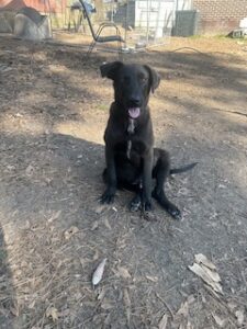 Labrador/German Shepherd Mix