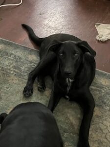 Labrador/GS Mix