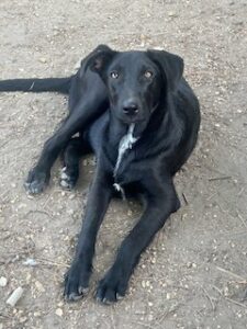 Labrador/GS Mix