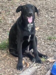 Labrador/GS Mix