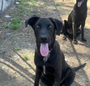 Labrador/GS Mix
