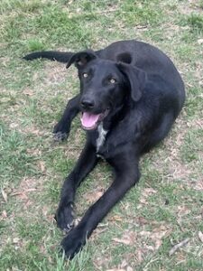Labrador/GS Mix