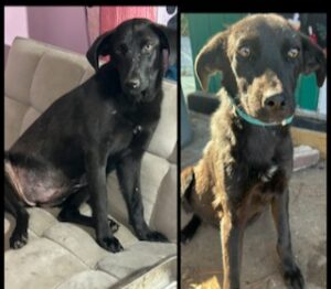 Labrador/GS mix