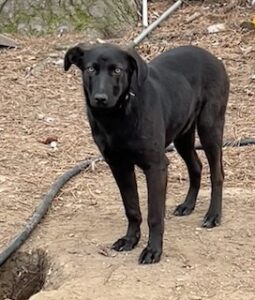 Labrador/German Shepherd Mix