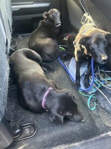 Labrador/GS mix