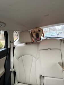 Yellow Labrador Retriever