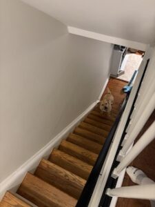 Yellow Labrador Retriever