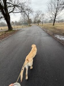 Yellow Labrador Retriever