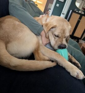 Yellow Labrador Retriever