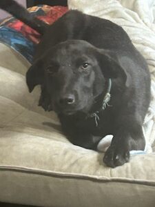Labrador/GS Mix