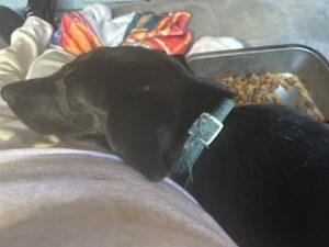 Labrador/GS Mix