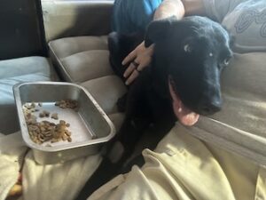 Labrador/GS Mix
