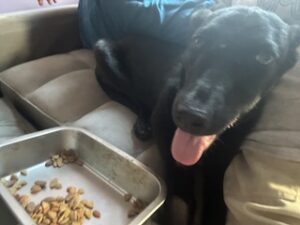 Labrador/GS Mix