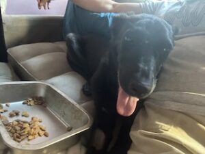 Labrador/GS Mix