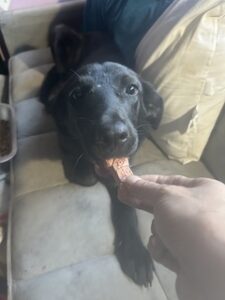 Labrador/GS Mix