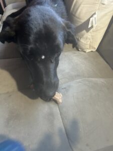 Labrador/GS Mix