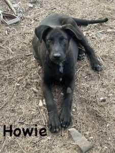 Labrador/GS Mix