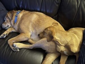 Yellow Labrador Retriever Mix