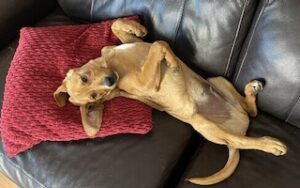 Yellow Labrador Retriever Mix