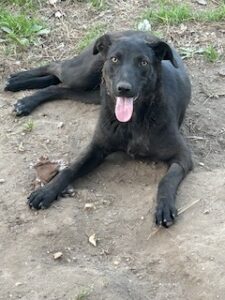 Labrador/GS Mix