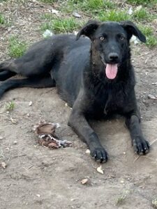 Labrador/GS Mix