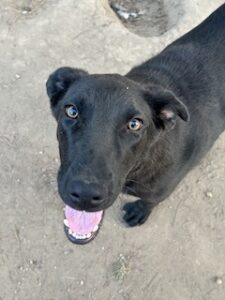 Labrador/GS Mix