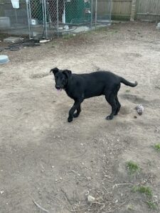 Labrador/GS Mix