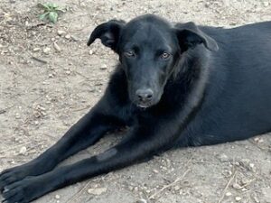 Labrador/GS Mix