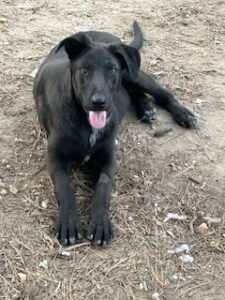Labrador/GS Mix